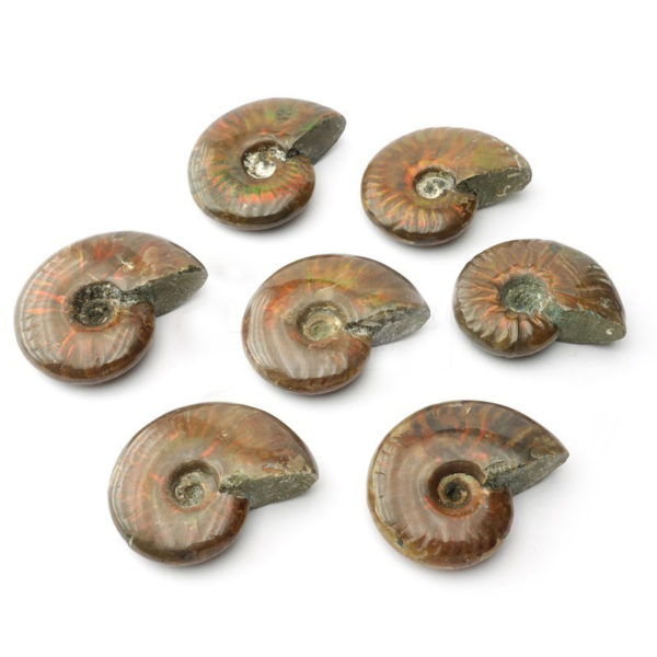 ammonite-opalisee-extra (1)