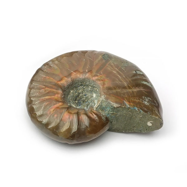 ammonite-opalisee-extra (2)