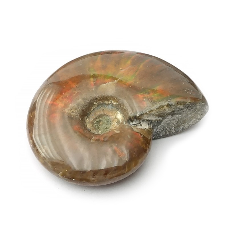 ammonite-opalisee-extra